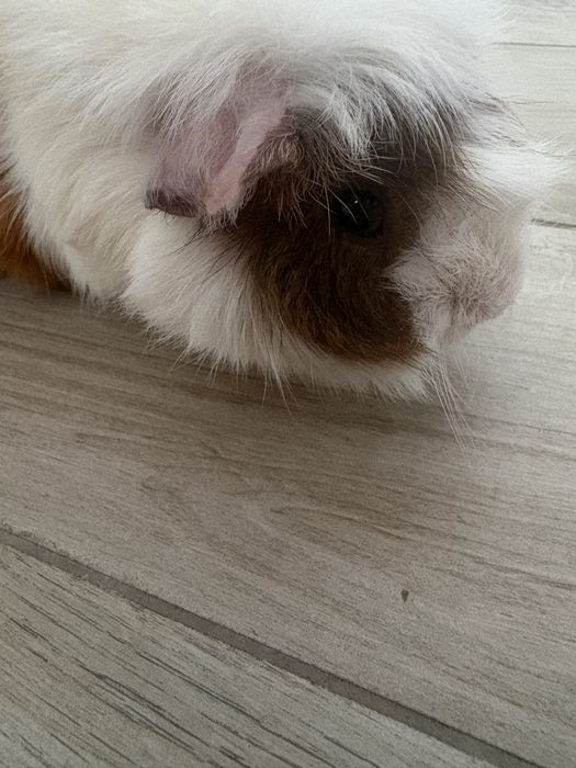 Oddam świnke morska za darmo ma okolo roku