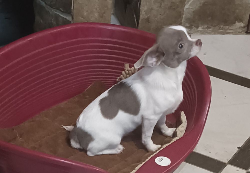 Щенки чихуахуа девочки