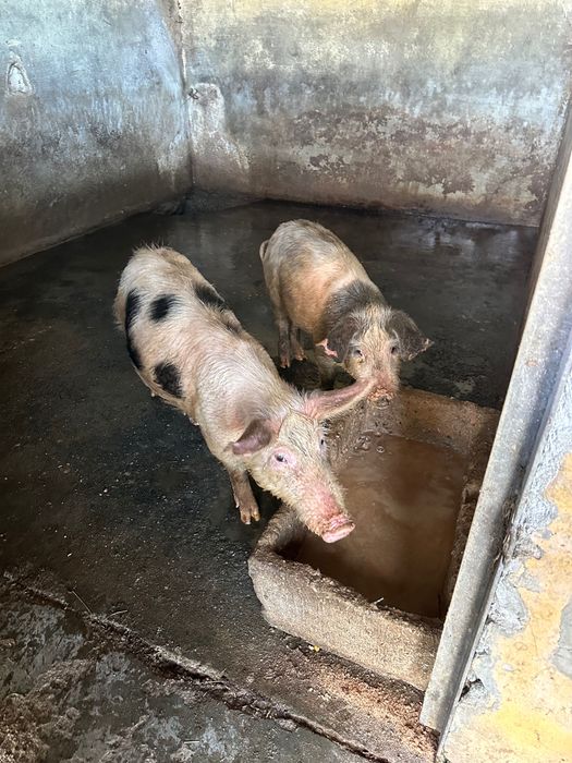 Vende-se porcos de vários tamanhos