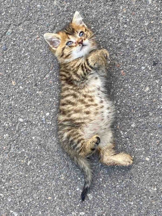 Отдам котенка в хорошие руки,безкоштовно