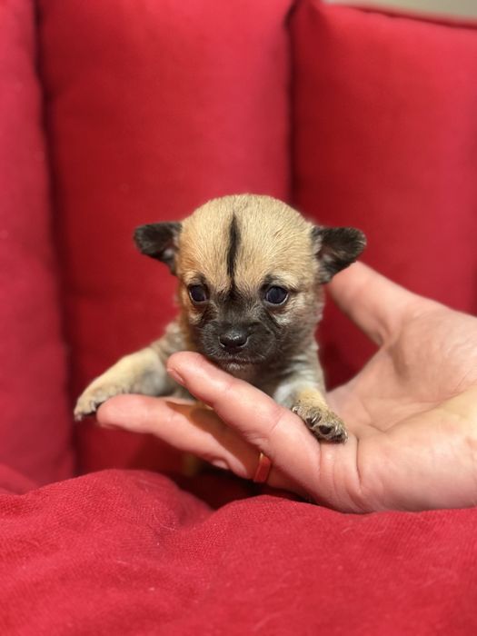 Chihuahua mini piesek długowłosy