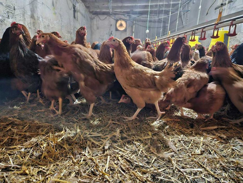 Młode Nioski kurki Tetra tintet odchowana