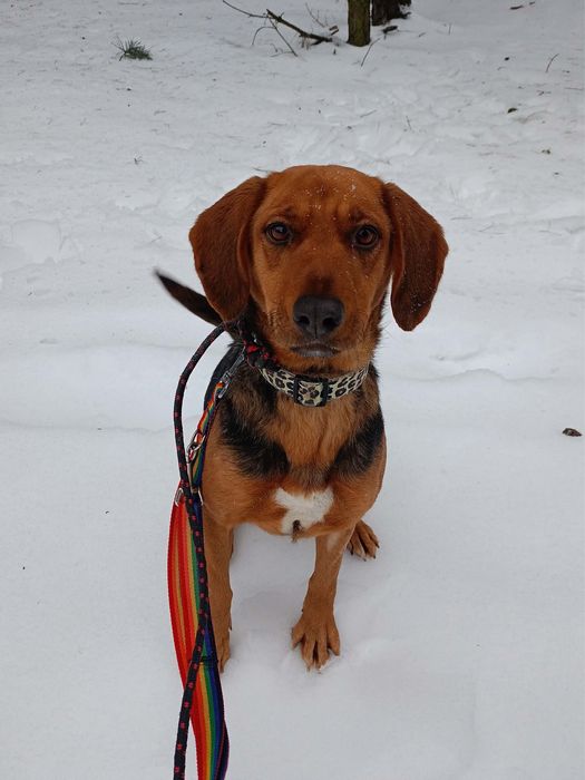 Kłapoucha, pogodna i energiczna Beza