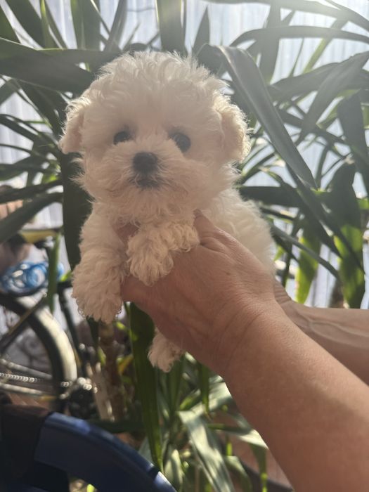 Гламурні цуценята бішонів