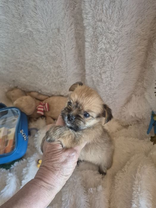 Chihuahua X  Criadora Registada PT3088FL