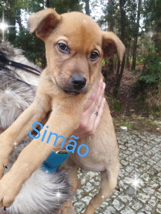 Simão para adoção muito responsável