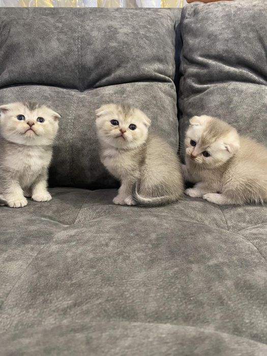 Шотландські котята