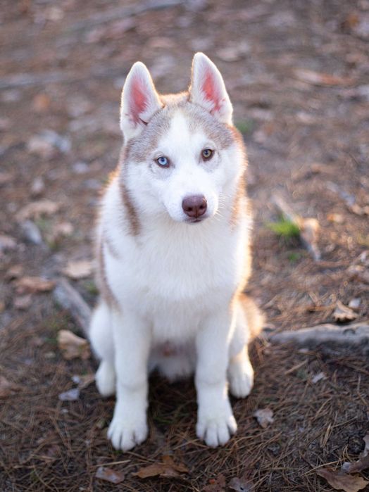 Фантастичної краси цуценя хаскі КСУ