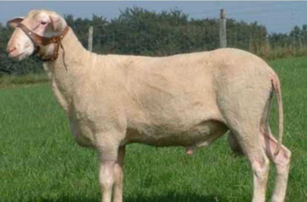 Закарпатські прості баранчики, вівці, ягнята продам до року