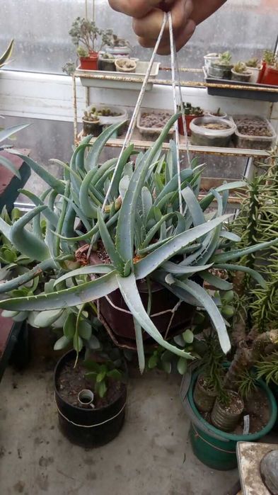 Продам излишки коллекции суккулентов. Анакампсерос и алое