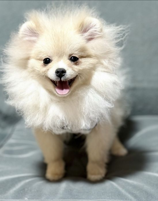 Нереально гарний Аполлончик.Родовід КСУ.Маленькій розмір.