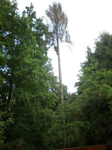 Wycinka drzew, pielęgnacja