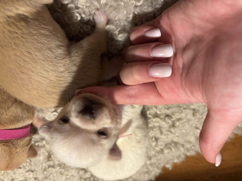 Chihuahua suczka rezerwacja