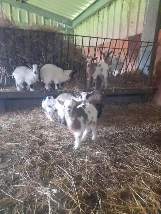 Cabras anãs  muito bonitas.