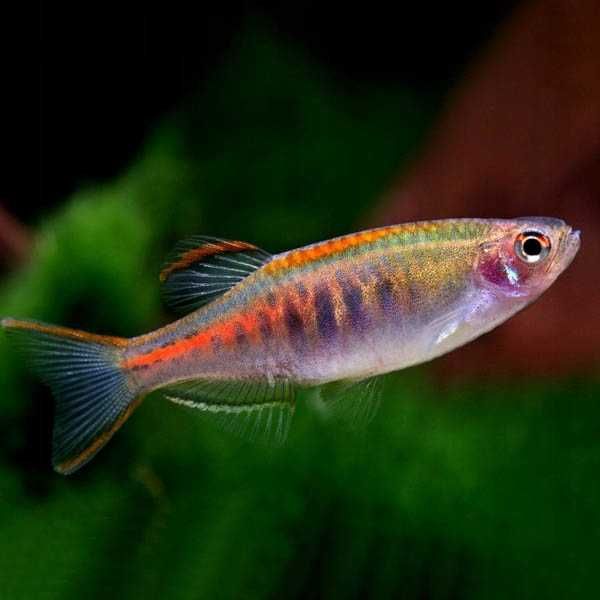 GB Danio Choprai, Danio Choprae - dowóz ryb!