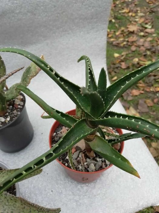 Набор 4 шт алое блэк джем+алое донни+алое рауха Сноу+алое безымянный