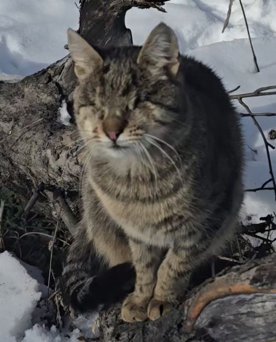 Пропала Слепая кошка Шевченковский район,Нивки,Возможно и ТРОЕЩИНА КИ