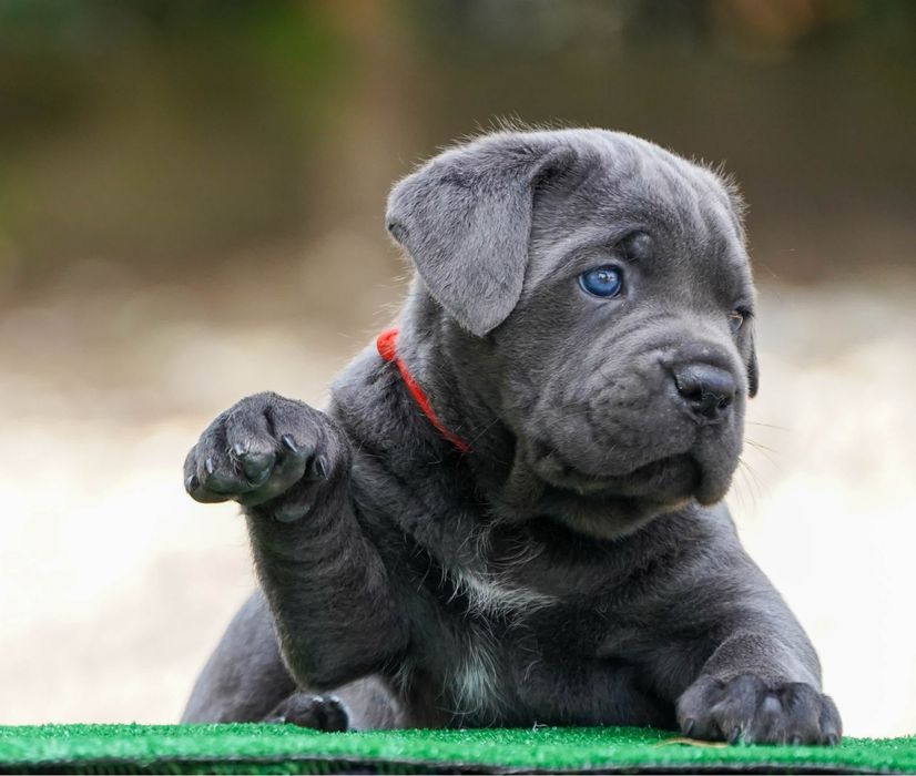 На ваш вибір, сірі Кане Корсо