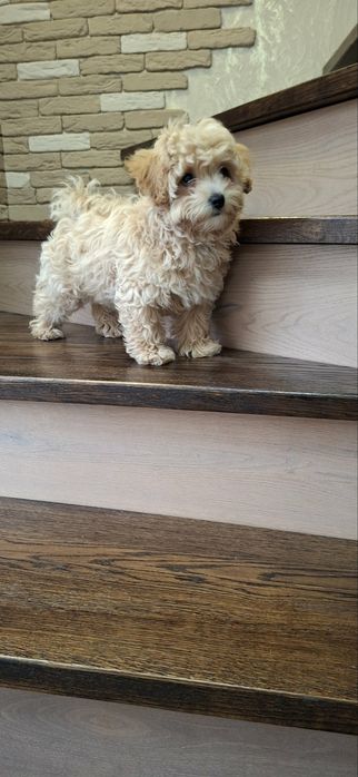 Девочка Мальтипу