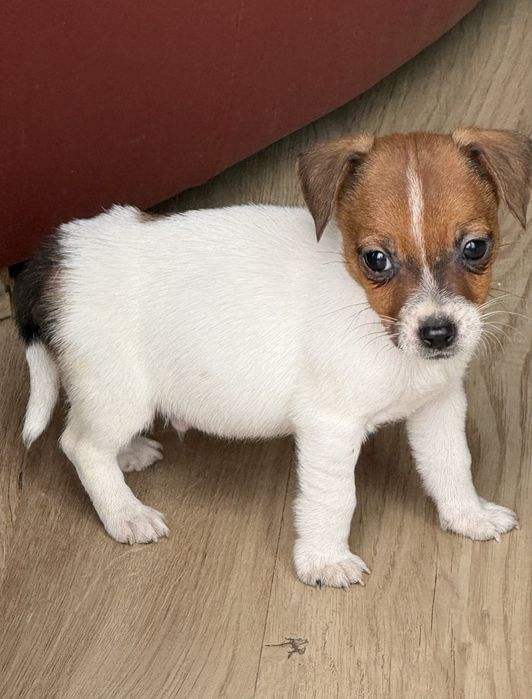 Jack Russel Terrier piesek
