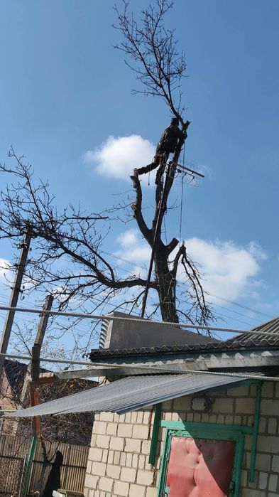 Спил деревьев любой сложности