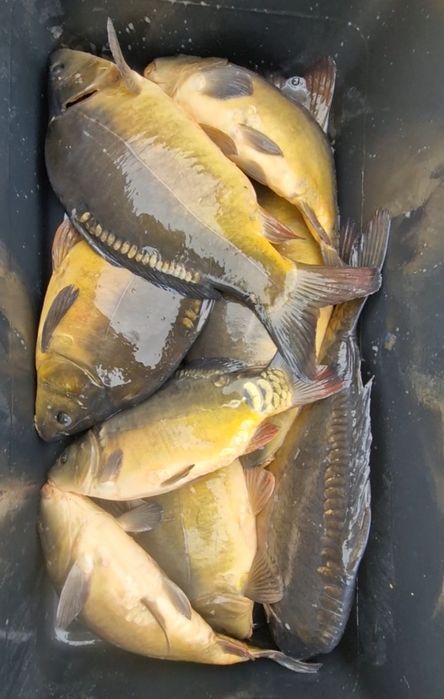 Legendarny Karp zatorski od 1-3 kg sztuka do konsumpcji  już dostępny