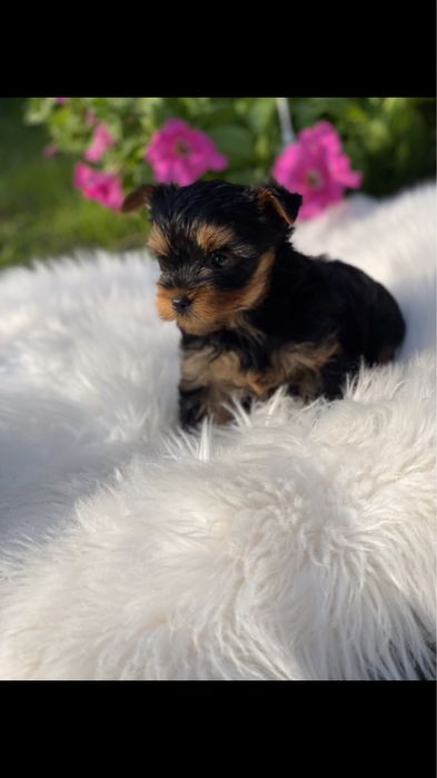 Йорк терєр з паспортом