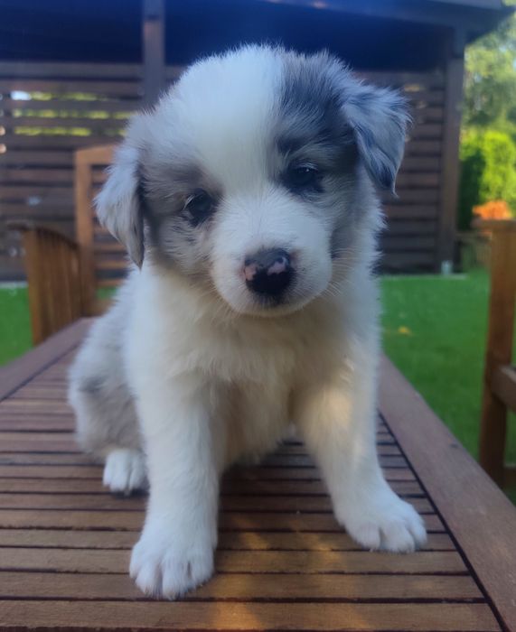 Border Collie Blue Merle Niebieskie oczy do rezerwacji