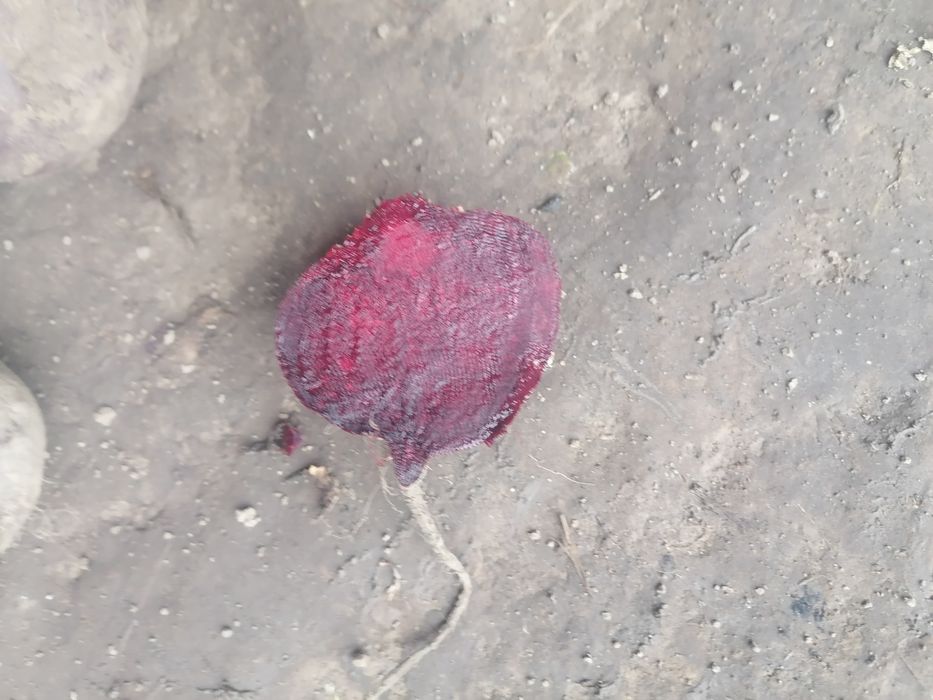 Burak okrągły 25 kilo prosto z gospodarstwa od rolnika wysyłka inpost