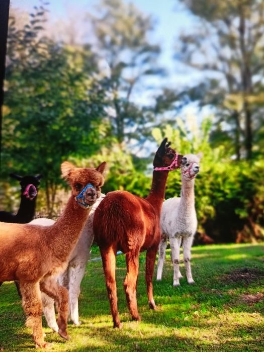Alpaki samice oswojone