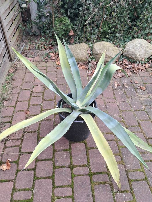 Agawa Duża Roślina Ogród