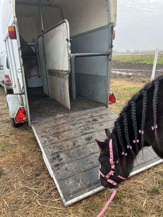 Sprzedam! Przyczepa dwu konna prawo jazdy kat. B