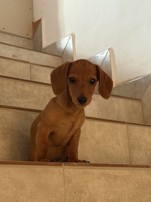 Teckel macho pequeno e adorável