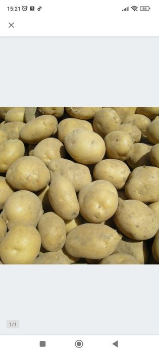 Ziemniaki jadalne Denar i Soraya