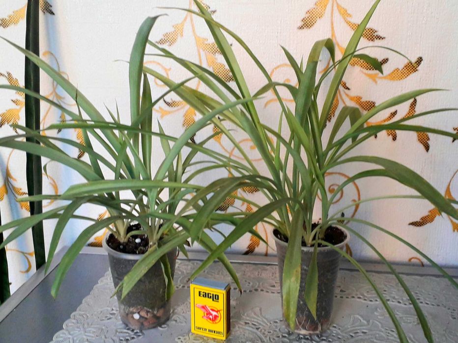 Хлорофитум. Цветы, комнатные. Рео, Вазоны, вазони.