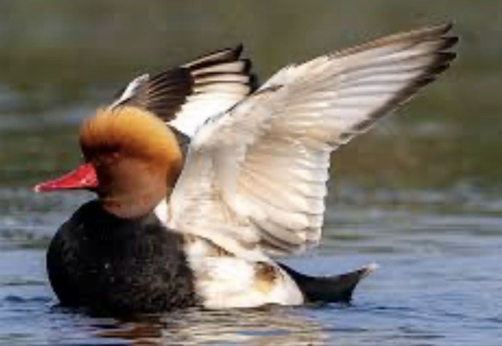 Casal de patos netta rufina