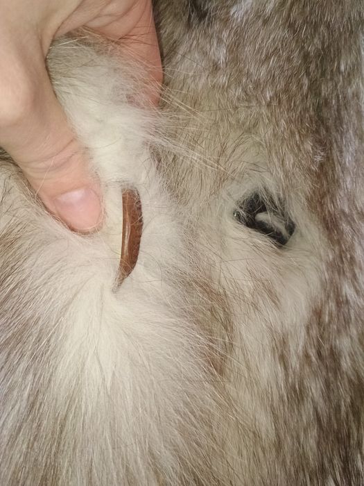Futro z lisów polarnych, kożuch naturalny