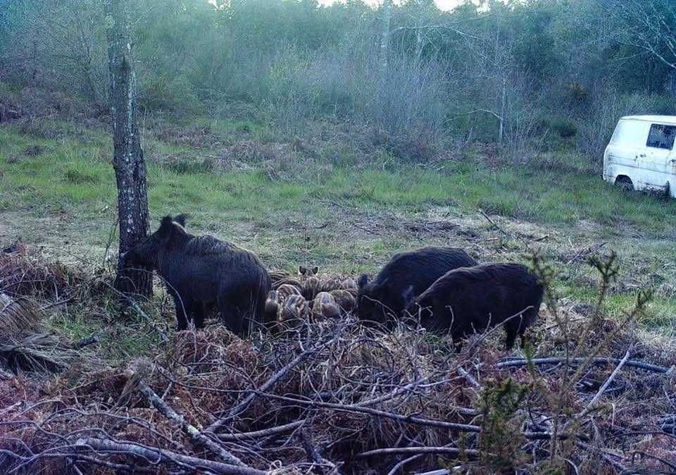 Câmera de Caça/Trilha com painel solar - Cartão de dados 4G