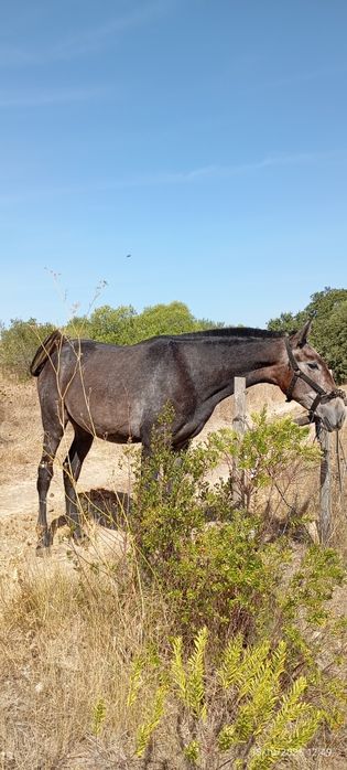 Belíssima poldra PSL ruça, Livro Azul Faz 2 anos a 25 de março