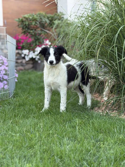 Piesek border collie czarno biały