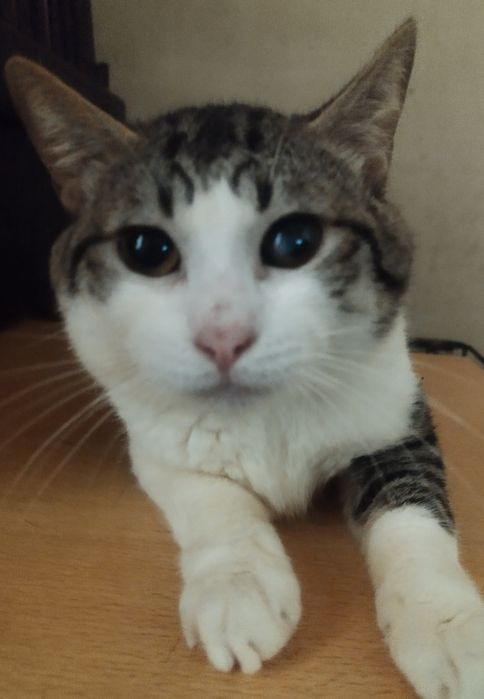 6 gatinhos para adopção responsável