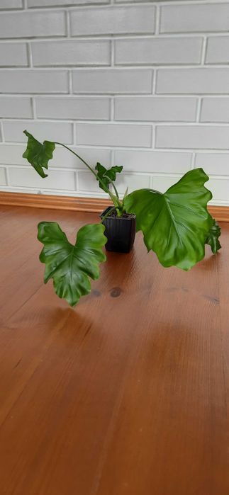 Філодендрон Селло ( Philodendron selloum )