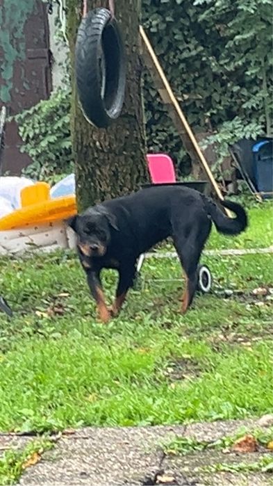 Oddam 14 miesiecznego rottwailera w dobre rece