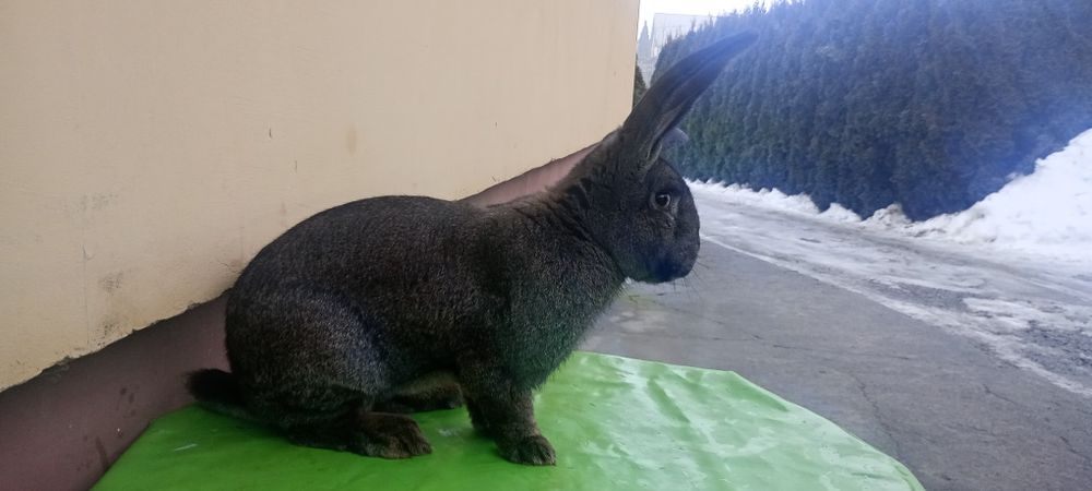 Samiec królika  Belg olbrzym
