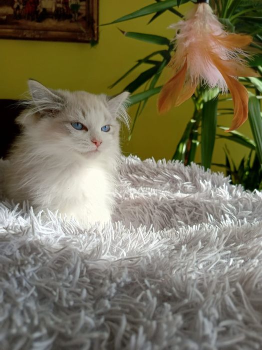 Kocurek Ragdoll, Międzynarodowy Rodowód FPL