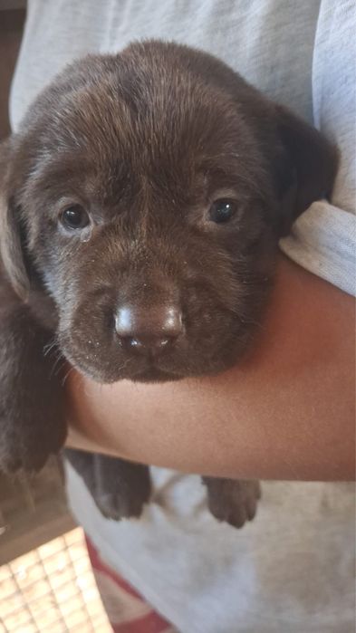Labrador magnífico