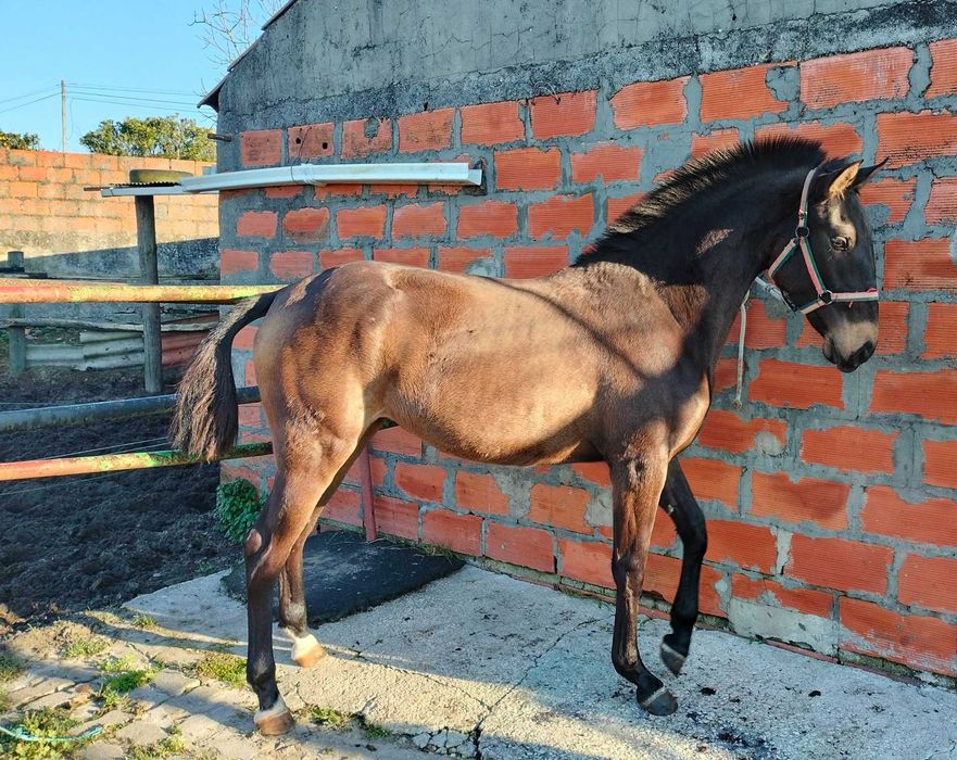 Poldra Puro Sangue Lusitano (1ano)