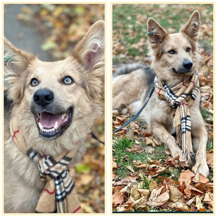 отдам бесплатно собаку, Ириска очень красивая