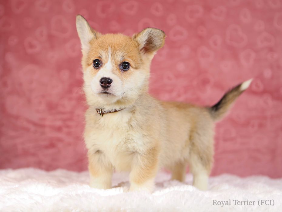 suczka Welsh Corgi Pembroke ZKWP/FCI po championie