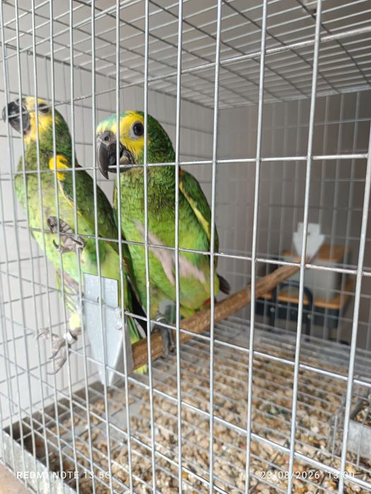 Aestivas e acrochephalos para acabar de criar a mão